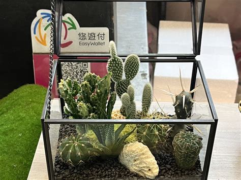 開店適合的植物|開幕送禮指南